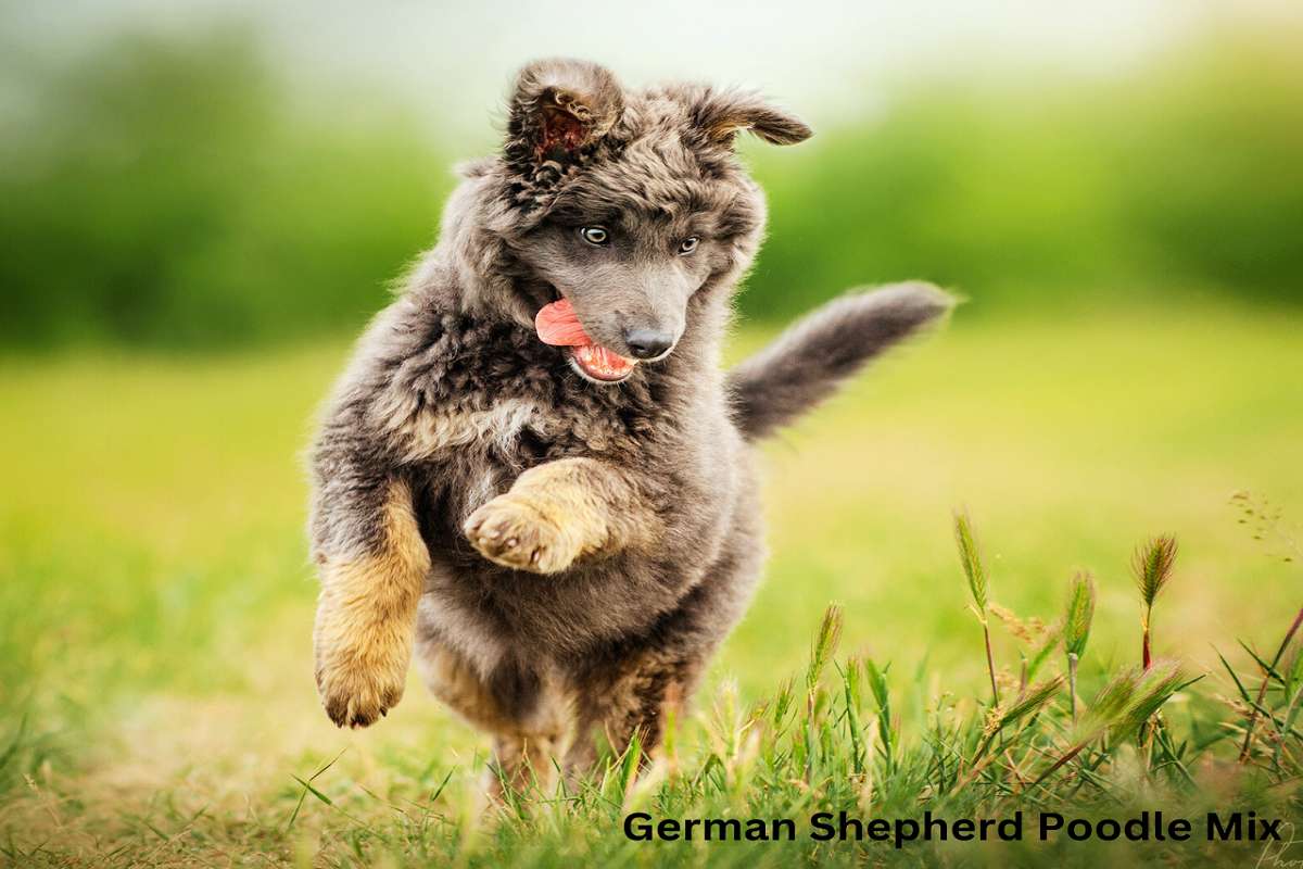 German Shepherd Poodle Mix