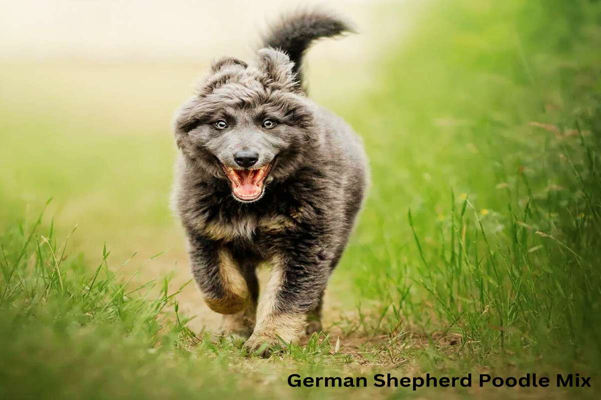 German Shepherd Poodle Mix