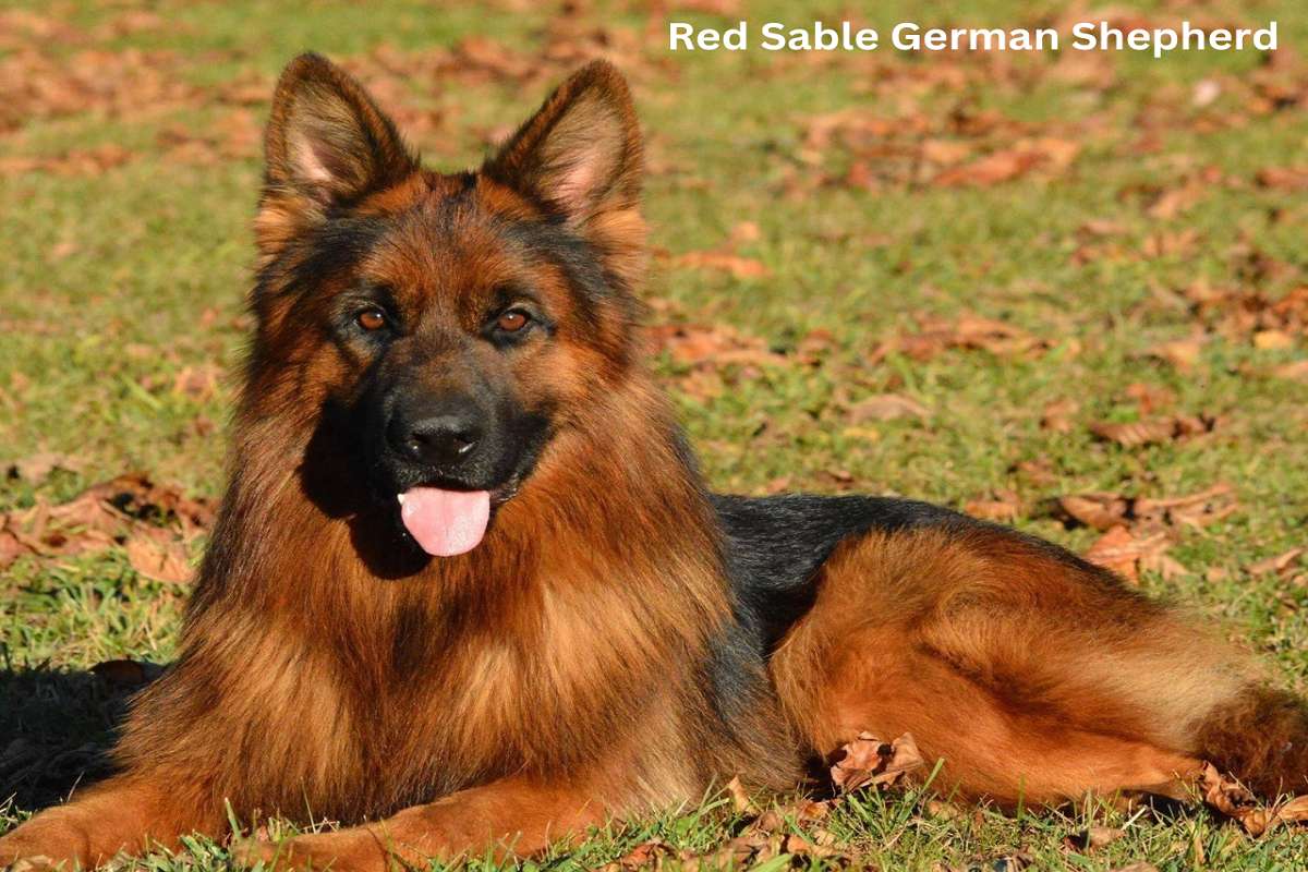 Red Sable German Shepherd