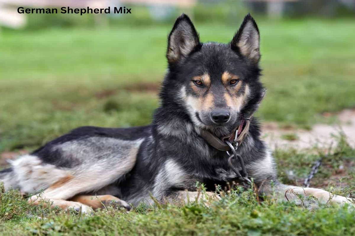 German Shepherd Mix