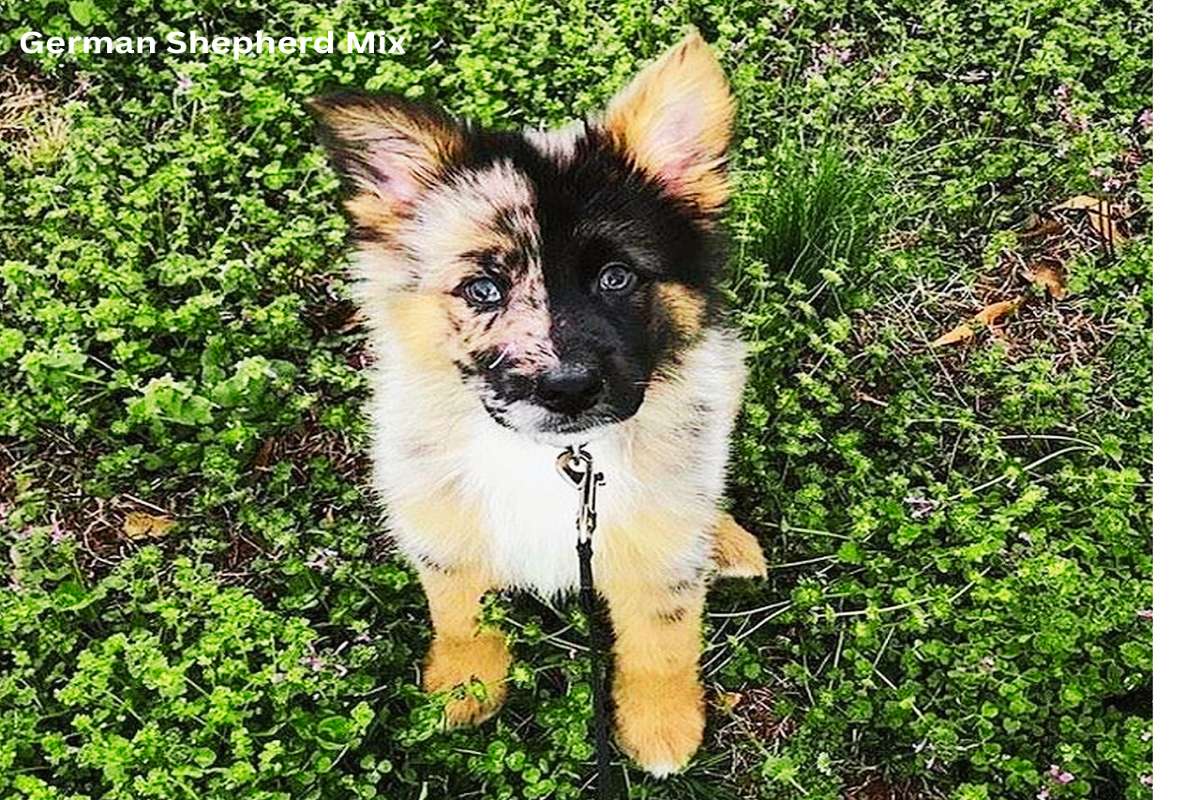 German Shepherd Mix