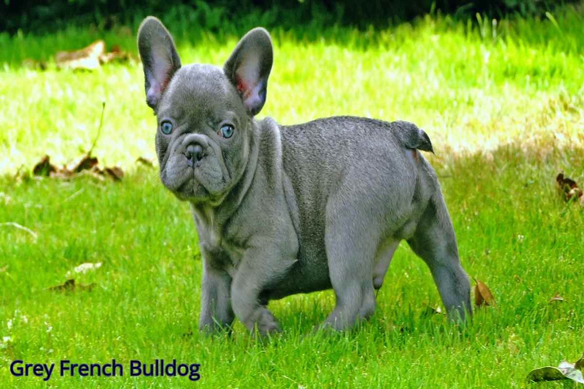 Grey French Bulldog