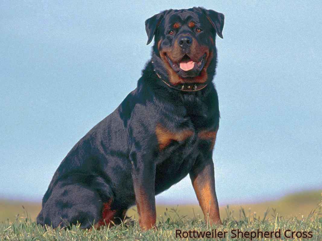 Rottweiler Shepherd Cross