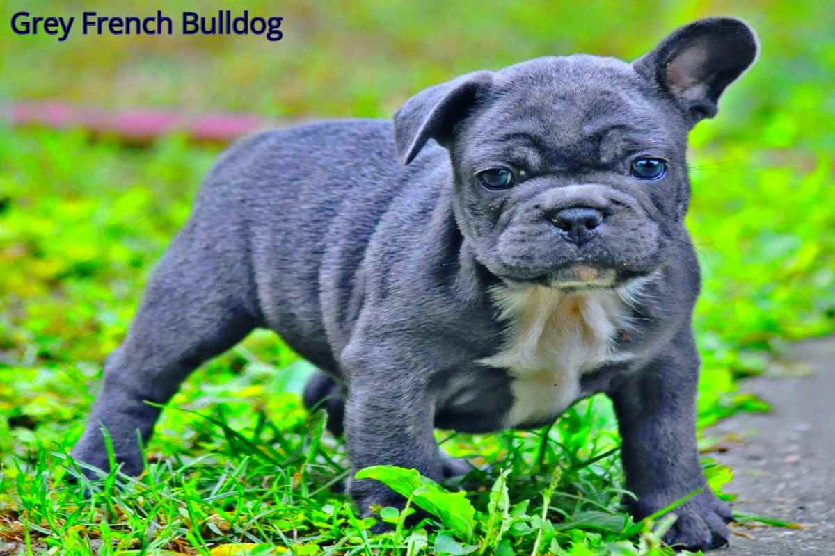 Grey French Bulldog