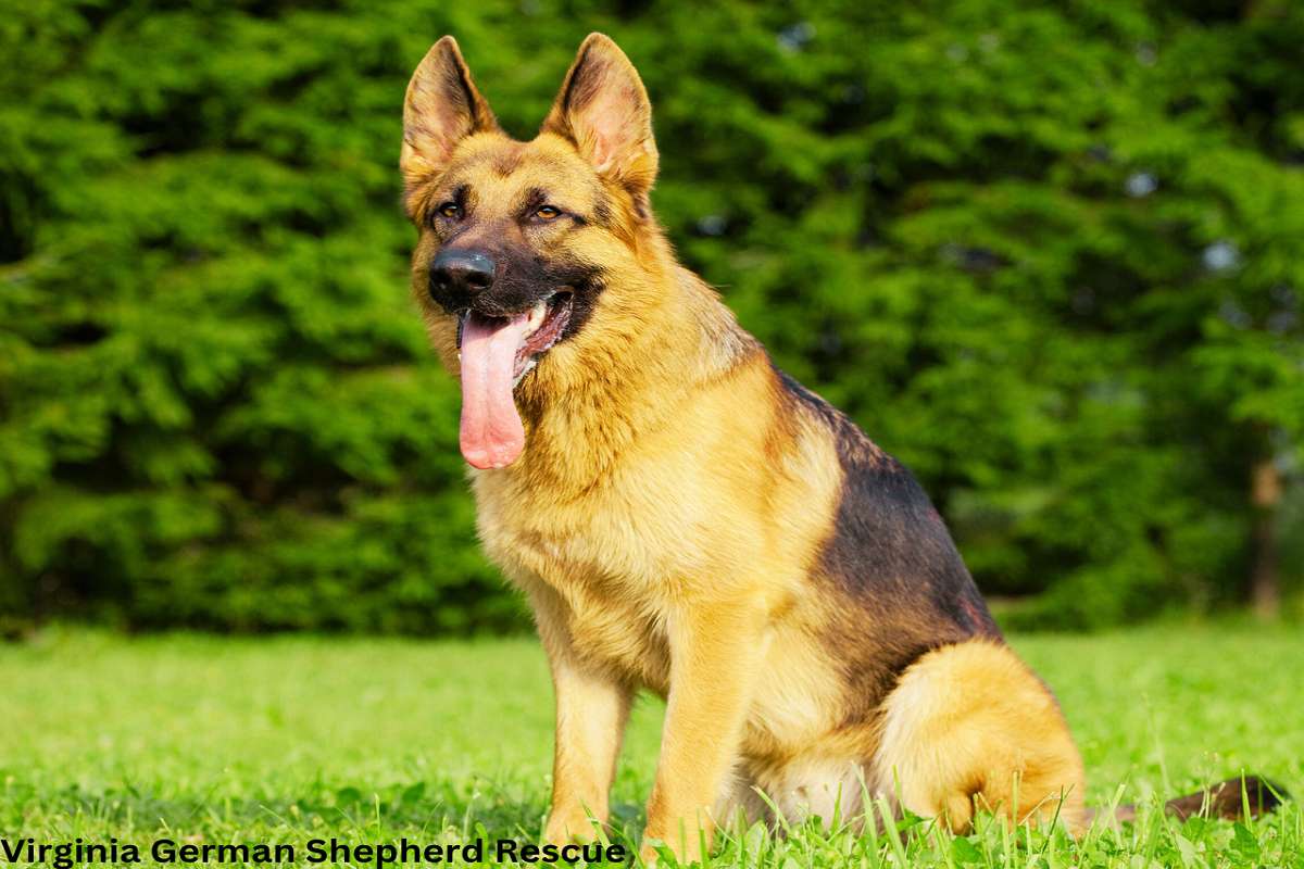 Virginia German Shepherd Rescue