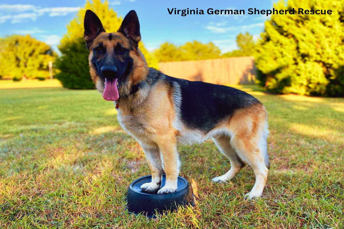 Virginia German Shepherd Rescue