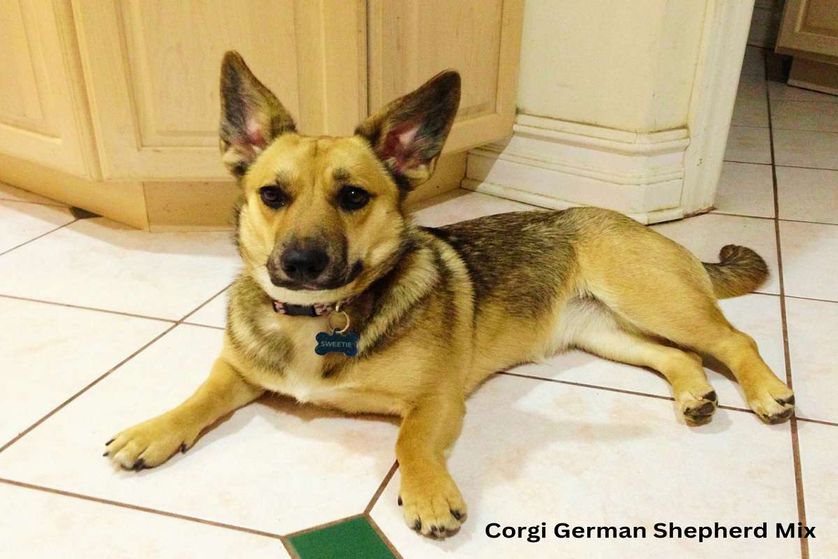 Corgi German Shepherd Mix