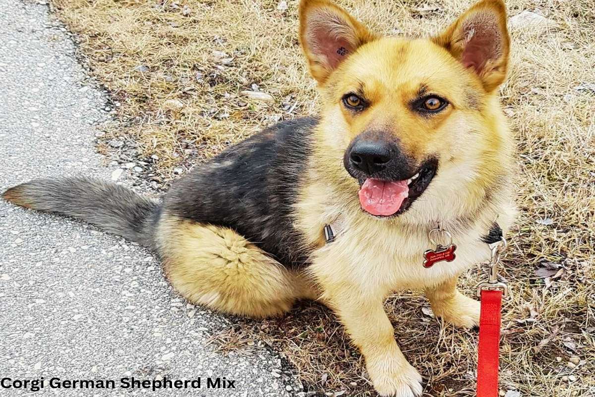 Corgi German Shepherd Mix