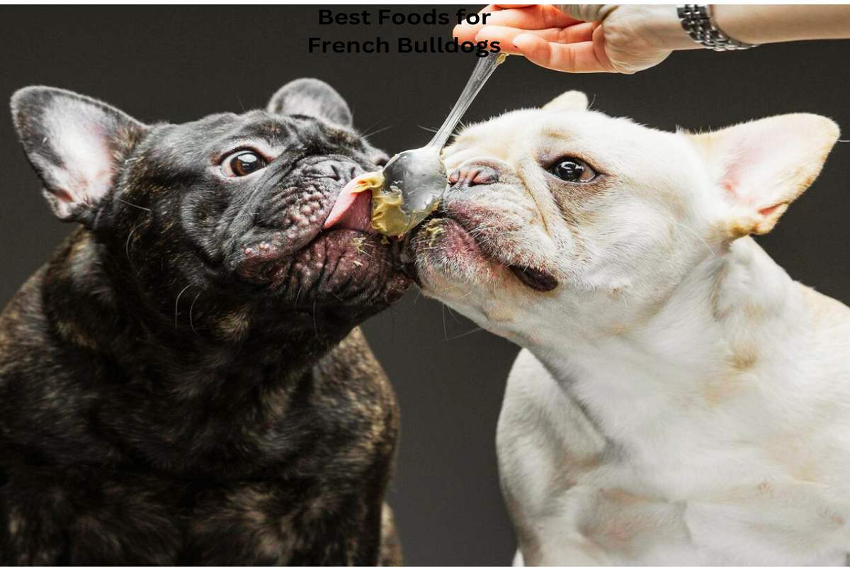 Best Foods for French Bulldogs