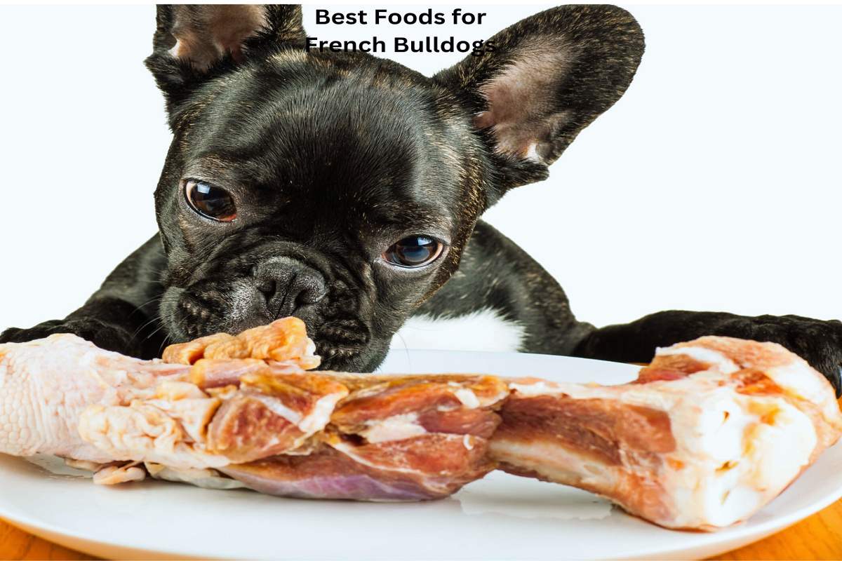 Best Foods for French Bulldogs