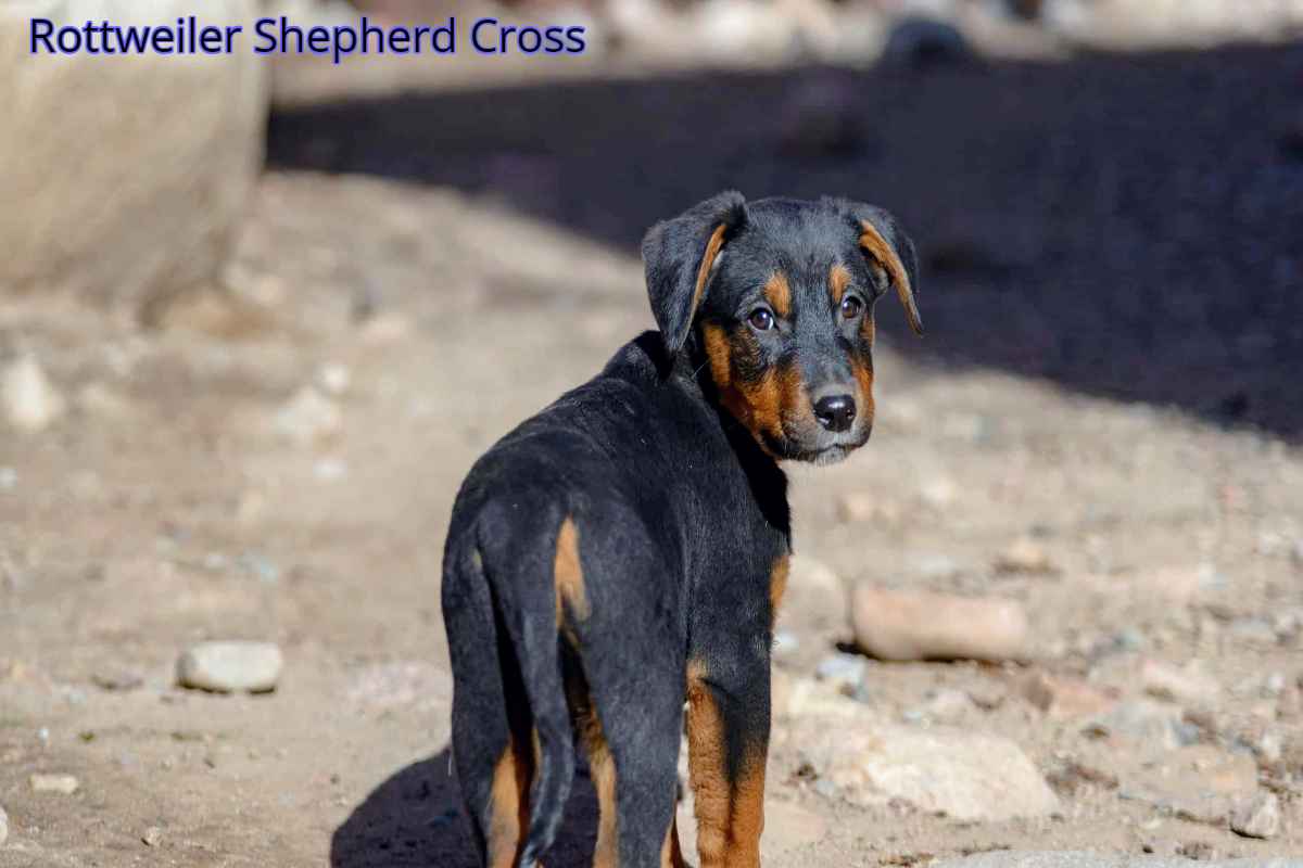 Rottweiler Shepherd Cross